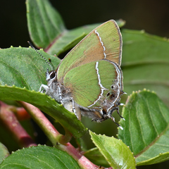 Callophrys xami xami