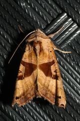 Phlogophora periculosa