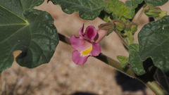 Proboscidea parviflora parviflora