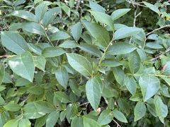 Vaccinium corymbosum