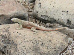 Microlophus delanonis