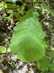 Quercus montana