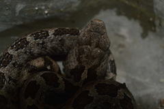 Crotalus ravus