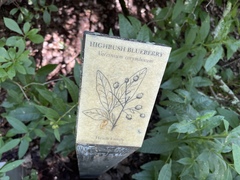 Vaccinium corymbosum