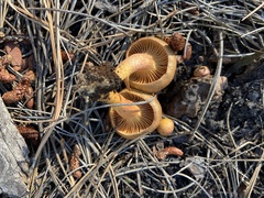 Agaricomycetidae