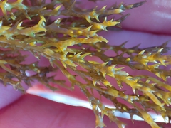 Sargassaceae