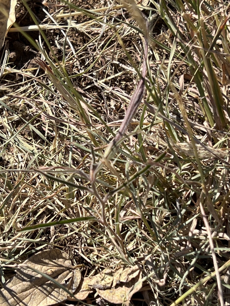 Swanflower from Lewis Ranch Rd, New Braunfels, TX, US on October 1