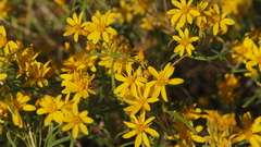 Pectis papposa papposa