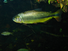 Brycon