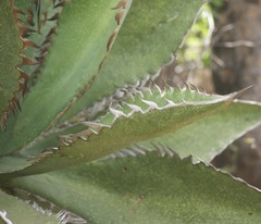 Agave quiotepecensis