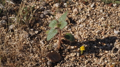 Proboscidea parviflora parviflora