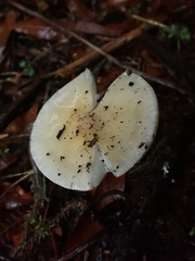 Amanita xylinivolva
