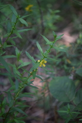 Heimia salicifolia