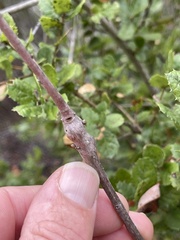 Callirhytis quercussuttoni