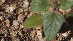 Proboscidea parviflora parviflora