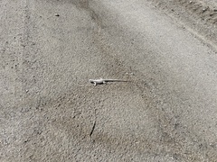 Dipsosaurus dorsalis