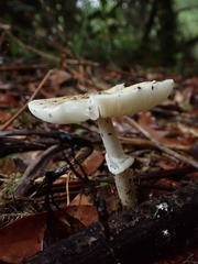 Amanita xylinivolva