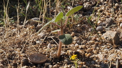 Proboscidea parviflora parviflora