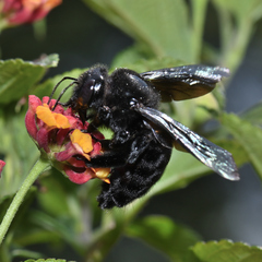 Xylocopa mexicanorum