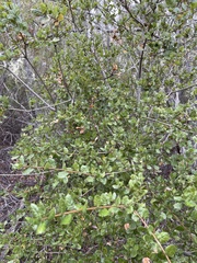 Callirhytis quercussuttoni