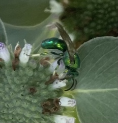 Augochloropsis metallica