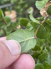 Callirhytis quercussuttoni