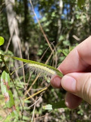 Arctiinae