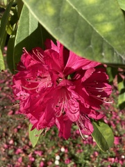 Rhododendron ponticum