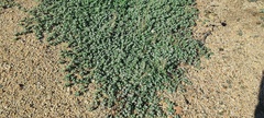 Euphorbia albomarginata
