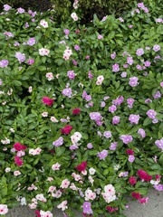 Catharanthus roseus