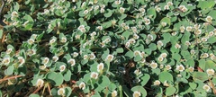 Euphorbia albomarginata