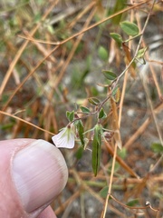 Acmispon americanus