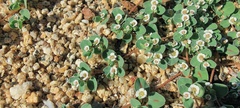 Euphorbia albomarginata