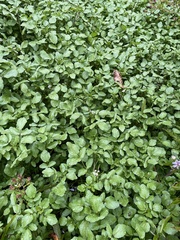 Nasturtium officinale