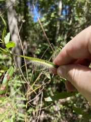 Arctiinae