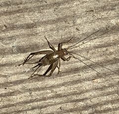 Anaxipha exigua