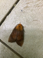 Phaegopterina