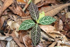 Echites rubrovenosus
