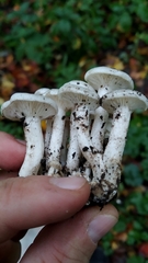 Leucocybe