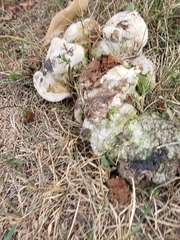 Fungi