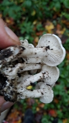 Leucocybe