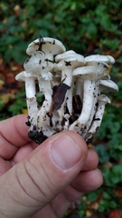 Leucocybe