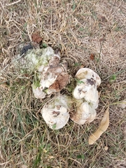 Fungi