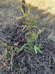 Phyllanthus urinaria