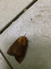 Phaegopterina