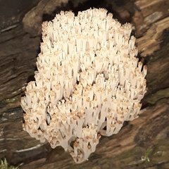 Artomyces pyxidatus