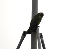 Eupsittula aurea