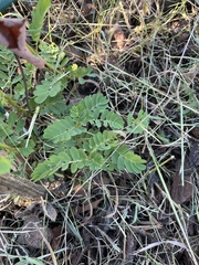 Phyllanthus urinaria