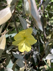Oenothera elata hookeri