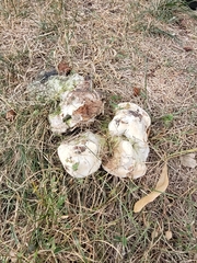 Fungi
